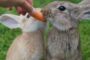 L'alimentation du lapin